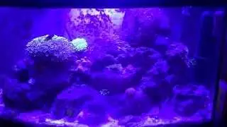 Saltwater Aquarium 6