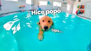 Mi perro alquila una piscina