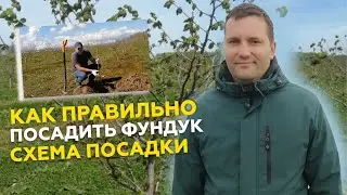 КАК ПРАВИЛЬНО ПОСАДИТЬ ФУНДУК // СХЕМА ПОСАДКИ