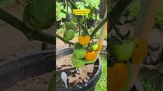 И у нас начали спеть помидоры #огород