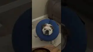 Marine Corps mascot not too happy with daddy!”￼