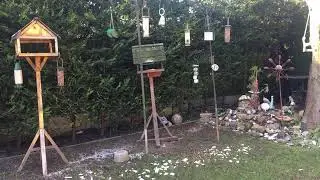 Wild birds and squirrels live in my garden