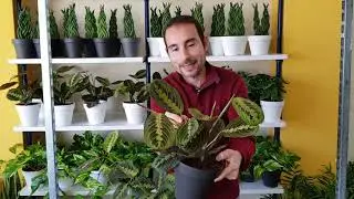 Cuidados de la PLANTA MARANTA TRICOLOR (Maranta leuconeura). TODO lo que debes SABER de esta planta.