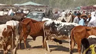 cow mandi punjab view 😲 mandi pk