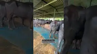 सर्वात स्वस्त मुरा म्हशी विक्रीसाठी उपलब्ध #shorts #म्हैस_बाजार #buffalo_dairy_farm
