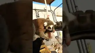 The Friendly Lemurs You'll Love Meeting 🐒 