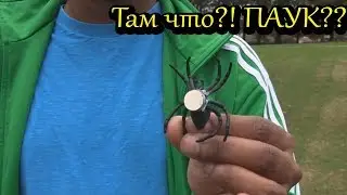Пранк ползущий паук на спине