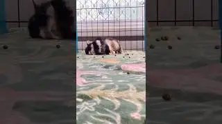 Покинули силы 😱