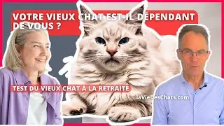 VOTRE VIEUX CHAT EST-IL DÉPENDANT DE VOUS ? Test du vieux Chat à la Retraite