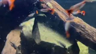 Guppy Red Tuxedo