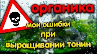My mistakes growing Tonina and Syngonanthus. Be careful with organics in the aquarium!!!
