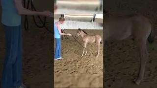 My FOAL grow up to bee a BEAUTIFUL STALLION⭐️🔥