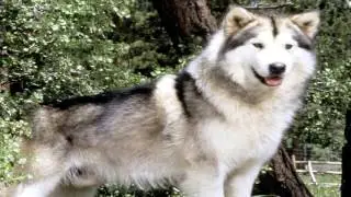 Alaskan Malamute Parasite Prevention