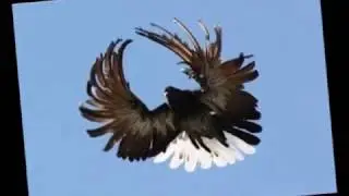 БЕЛАЯ ПАЛАТА...