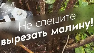 Не спешите вырезать малину! ✂️