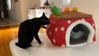 cats_with_jobs.mp4