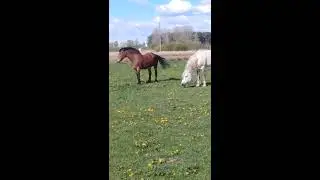 ЖЕРЕБЕЦ в деле,