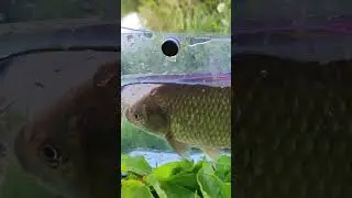 #мормышинг