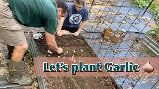 Planting Garlic 🧄 (First Time)