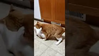 Kitty Fight