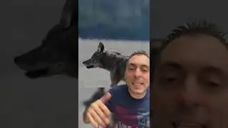 IL JOHN WICK DEI CANI E' LUI ! UN CANE DIREI POCO VENDICATIVO, LO HANNO CERCATO PER GIORNI.....
