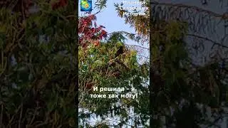 ВОРОНА. УРОКИ ПЕНИЯ. СМЕШНЫЕ ЖИВОТНЫЕ. SHORTS 