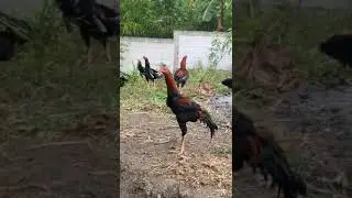 Ternak ayam bangkok di desa #orangdesa #ternakayam #ayam #ayambangkok #ndeso #ternak #peternak #fyp