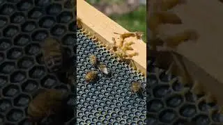Honeybee VS Hive beetle. 