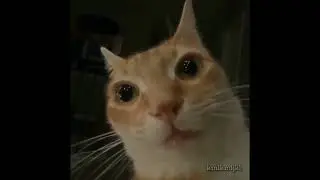 this cat is going to stare at you