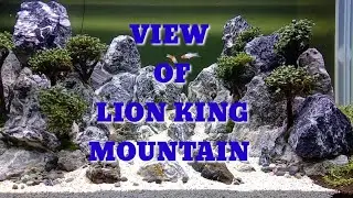 VIEW OF LION KING MOUNTAIN BY AQUASCAPE SOBAT AR