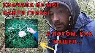 Let's go FOR MUSHROOMS | IN THE VILLAGE | Autumn mushrooms