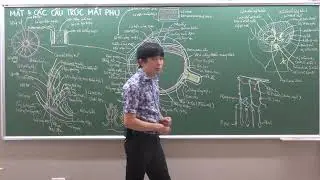 ĐẦU-MẶT-CỔ: NHÃN CẦU -  (4) ÁO THẦN KINH (VÕNG MẠC)