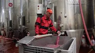 Crama Oprisor - Etapa de procesare struguri
