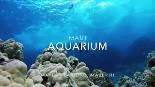 Maui Aquarium from beautiful Makena Landing in Maui, Hawaii created by GoPro