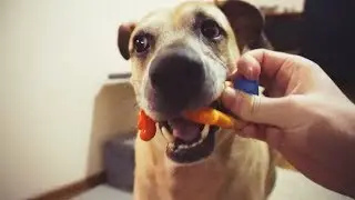 Old dog decided to flip the apartment / Funny animals