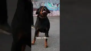 Эдит ротвейлер 🌷