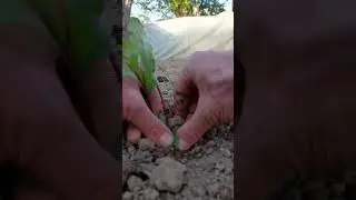 Growing Beets - 1 month after planting
