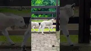 Olivas de Gramado no Rio Grande do Sul
