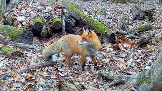 Осторожная лиса и вкусный пень (фотоловушка в лесу) || A cautious hungry fox (camera trap)