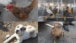 TOVUQ BOZORI RMK // QUSH BOZORI // KANAREYKA // BENTAM TOVUQ // POPUGOY // NERAZUSHKA // RAZELLO.