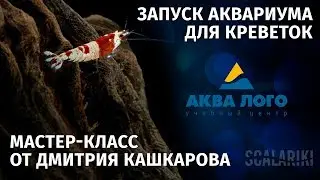 Мастер-класс по запуску креветочника от Дмитрия Кашкарова. Аква Лого