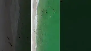 Seabirds #pelicans #birds #seagulls #destin