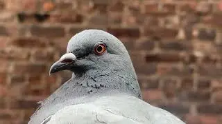 B1RDS0NG