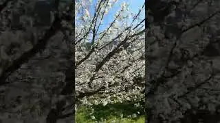 Welcome Spring 🌸