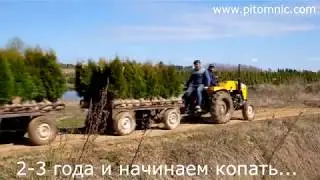 Откуда у нас туи в контейнерах