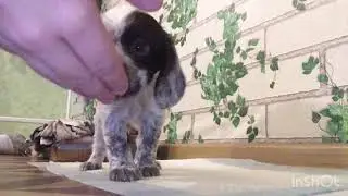 Русский спаниель 1,5 месяца. HomeVideo