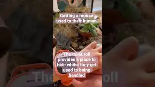 How to pick up a pet mouse that’s scared 🐭 