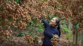How to harvest longan fruits Goes To The Market Sell - cooking and selling | Emma Daily Life