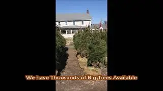 When people want big trees   they call Highland Hill Farm