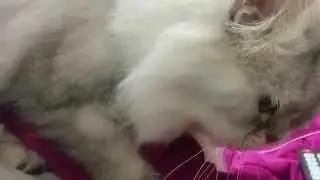 발정난 고양이